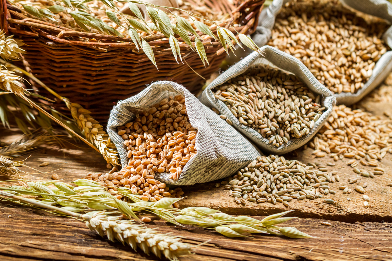 Different types of cereal grains with ears